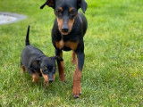 Vente d’un chiot Pinscher Nain LOF noir et feu mâle