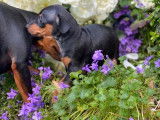 Vente d’un chiot Pinscher Nain LOF noir et feu mâle