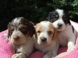 8 chiots Épagneuls Bretons à réserver (non LOF)