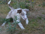 3 chiots Border Collies à vendre, mâles non LOF