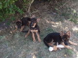 Chiots Berger Allemand LOF à vendre