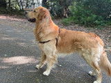 Naiko, Golden Retriever LOF pour saillie