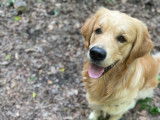 Naiko, Golden Retriever LOF pour saillie