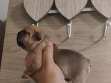 R&eacute;servation de 5 chiots Bouledogues Fran&ccedil;ais (LOF)