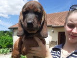 Vente de chiots Bassets des Alpes chocolat (LOF)