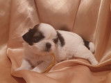 Réservation de 6 chiots Shih Tzus tricolores (non LOF)