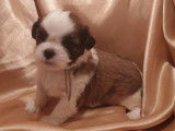 Réservation de 6 chiots Shih Tzus tricolores (non LOF)
