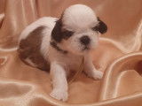 Réservation de 6 chiots Shih Tzus tricolores (non LOF)