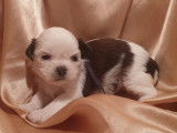 Réservation de 6 chiots Shih Tzus tricolores (non LOF)