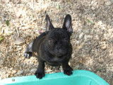 1 chiot Bouledogue Français femelle exotique noire non LOF à vendre