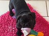 1 chiot Bouledogue Français femelle exotique noire non LOF à vendre