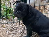 1 chiot Bouledogue Français femelle exotique noire non LOF à vendre