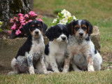 4 chiots croisés Jack Russells/Épagneuls non LOF  à vendre
