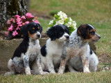 4 chiots croisés Jack Russells/Épagneuls non LOF  à vendre