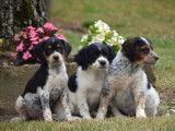 4 chiots croisés Jack Russells/Épagneuls non LOF  à vendre