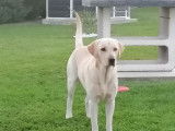 Labrador Retriever LOF confirmé pour saillie