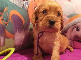 À réserver, chiots Cockers Spaniels Anglais golden (LOF)