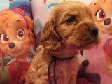 À réserver, chiots Cockers Spaniels Anglais golden (LOF)