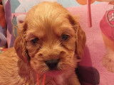 À réserver, chiots Cockers Spaniels Anglais golden (LOF)