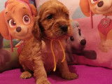 À réserver, chiots Cockers Spaniels Anglais golden (LOF)