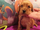 À réserver, chiots Cockers Spaniels Anglais golden (LOF)