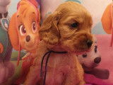 À réserver, chiots Cockers Spaniels Anglais golden (LOF)
