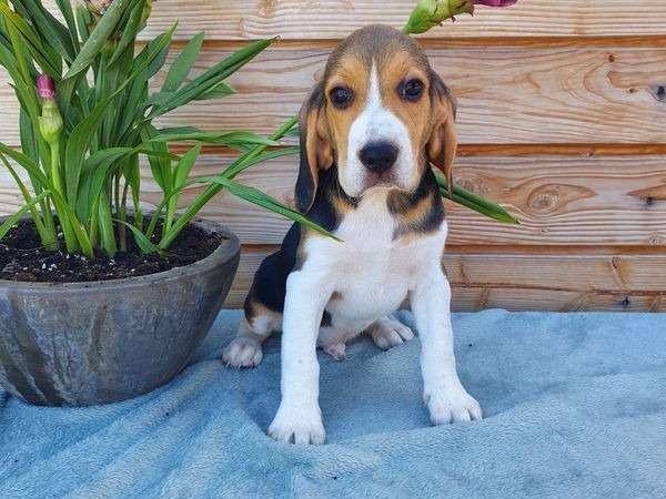 À vendre, 6 chiots Beagles tricolores (LOF)