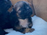 À réserver, 4 chiots Shih Tzus (non LOF)