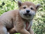 À vendre, 4 chiots Shiba Inus fauves non LOF, 2 mâles, 2 femelles