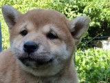 À vendre, 4 chiots Shiba Inus fauves non LOF, 2 mâles, 2 femelles