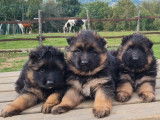R&eacute;servation de chiots Bergers Allemands noir et fauve bring&eacute; (LOF)