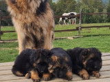 R&eacute;servation de chiots Bergers Allemands noir et fauve bring&eacute; (LOF)