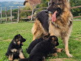 R&eacute;servation de chiots Bergers Allemands noir et fauve bring&eacute; (LOF)