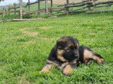 R&eacute;servation de chiots Bergers Allemands noir et fauve bring&eacute; (LOF)
