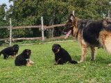 R&eacute;servation de chiots Bergers Allemands noir et fauve bring&eacute; (LOF)