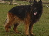 R&eacute;servation de chiots Bergers Allemands noir et fauve bring&eacute; (LOF)