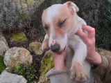 À vendre 2 chiens Jack Russells tricolores d’un an (non LOF)
