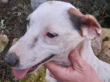 À vendre 2 chiens Jack Russells tricolores d’un an (non LOF)