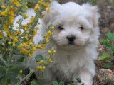 Un chiot Bichon Maltais mâle blanc (non LOF), à vendre