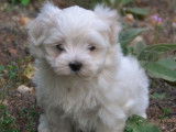 Un chiot Bichon Maltais mâle blanc (non LOF), à vendre