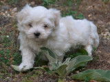 Un chiot Bichon Maltais mâle blanc (non LOF), à vendre