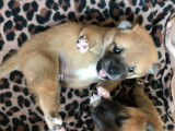 Chiot Shiba Inu à vendre