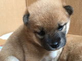 Chiot Shiba Inu à vendre