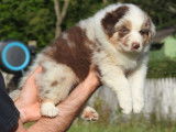 13 chiots Bergers Australiens (LOF), à réserver