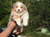 13 chiots Bergers Australiens (LOF), à réserver