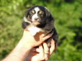 13 chiots Bergers Australiens (LOF), à réserver
