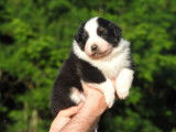 13 chiots Bergers Australiens (LOF), à réserver