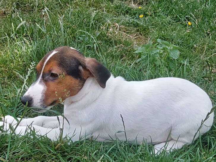 3 chiots Jack Russell Terriers non LOF disponibles