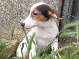 3 chiots Jack Russell Terriers non LOF disponibles