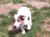 3 chiots Jack Russell Terriers non LOF disponibles